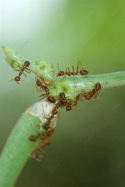 樹圖 夢見一群螞蟻